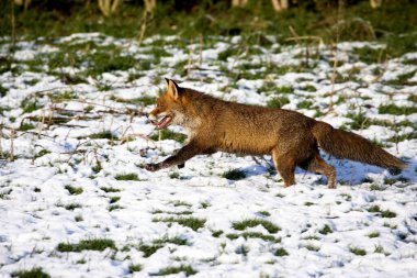 Kızıl Tilki, Vulpes vulpes, Karda koşan yetişkin, Normandiya  