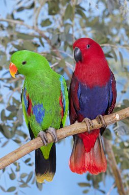 Eclectus Parrot, eclectus roratus, Branch, Male (yeşil) ve Female (kırmızı) üzerinde duran çift.) 