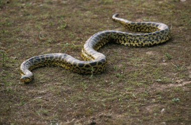 Green anaconda, eunectes murinus, Pantanal in Brazil   clipart