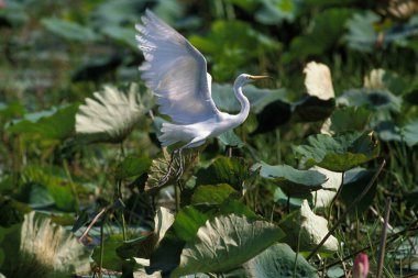 Egret, Egretta Intermedia, Bataklık 'ta dikilen yetişkin, havalanıyor, Kenya  