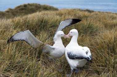Güney Royal Albatros, diomedea melanofris, çift kur, Antarktika  