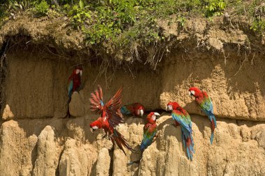 Perou 'daki Manu Ulusal Parkı' nda Kırmızı-Yeşil Macaw ara kloroptera  