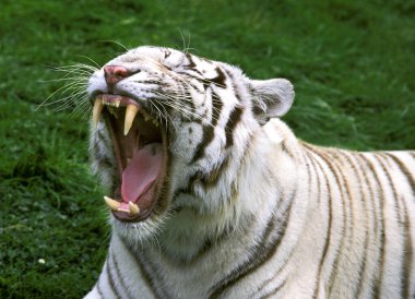Beyaz Kaplan, Panthera Tigris, Yetişkin Esneme, Açık Ağızlı  