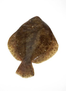 Brill, scophthalmus eşkenar dörtgeni, Taze Balık Beyaz Arkaplana Karşı   