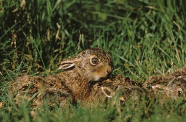 European Brown Hare, lepus europaeus, Leverets hidden in Grass, France   clipart