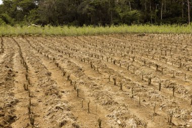 Kokain tarlası, eritroksilik koka, Kokain üretimi için Yapraklar, Peru  