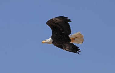 Kel Kartal, haliaeetus leucocephalus, Mavi Gökyüzüne karşı Uçan Yetişkin  