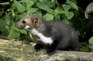 Stone Marten ya da Beech Marten, martes foina, Young Stump 'ın üzerinde duruyor.  