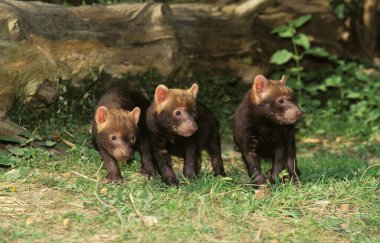 Bush Dog veya Sirke Tilkisi, Speothos Venaticus, Pup  