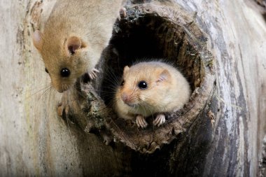 Fındık faresi, Muskardinus Avellanarius, Yetişkinler Den Girişi, Normandiya  