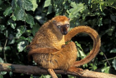 Kara Lemur, Eulemur Macaco, Tırmalayan Kadın Kuyruğu  
