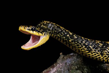 Tropical Rat Snake, spilotes pullatus, Adult with Open Mouth, in Defensive Posture 