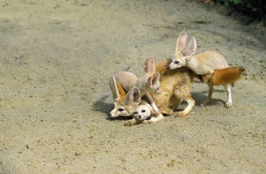 Fennec ya da Çöl Tilkisi, Fennecus zerda, Yavru ile Anne 