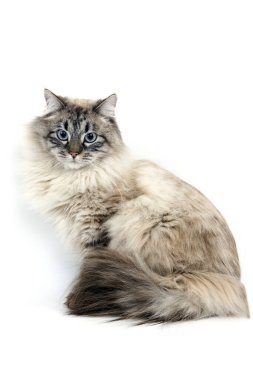 Seal Tabby Point Neva Masquerade Siberian Domestic Cat, Male sitting against White Background  