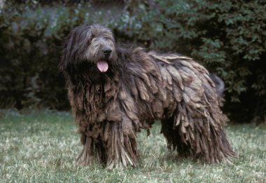 Katalan Çoban Köpeği doğal arka plan