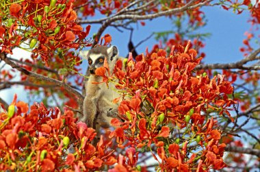 Halka Kuyruklu Lemur, Lemur Catta Flamboyant Tree, Delonix regia, Madagaskar 'daki Berent Reserve  
