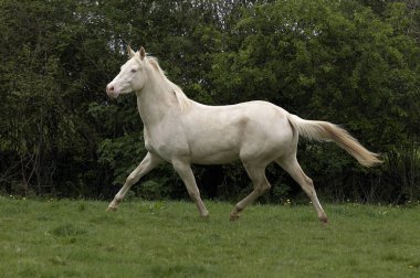 Akhal Teke, Türkmenistan 'dan At Yetimi, Yetişkin  