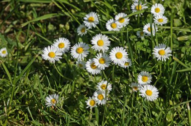 Papatyalar, bellis perennis, Normandiya  