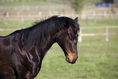 İngiliz safkan doğal arka planı