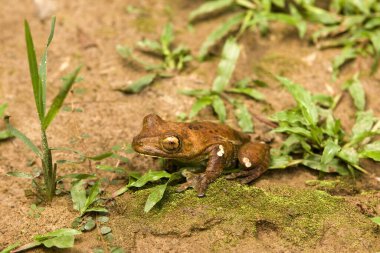 Frog, hyla lanciformis, Manu National Park in Peru   clipart