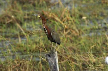Rufescent Tiger-Heron, tigrisoma lineatum, Yetişkin duruşu Post, Los Lianos, Venezuela  