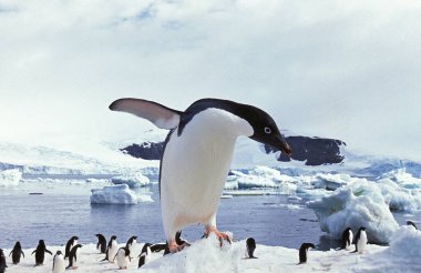 Adelie Penguin, pygoscelis adeliae, Paulet Island in Antarctica   clipart