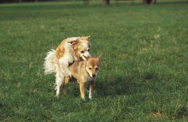 Bir Çift Köpek Çiftleşmesi  
