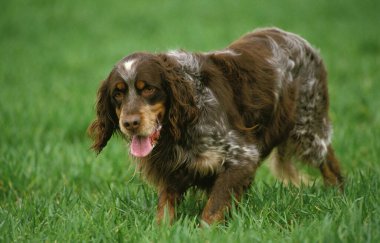 Picardy Spaniel, Çimlerin üzerinde duran Yetişkin 