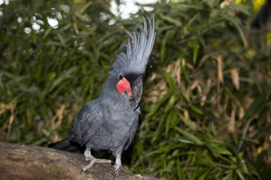 Palm Cockatoo, probosciger aterrimus, Crest 'li Yetişkin  