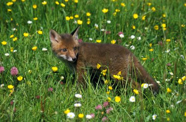 Red Fox, vulpes vulpes, Pup with Flowers, Normandy  