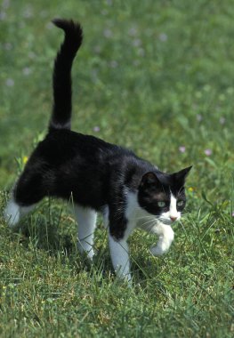 Siyah ve Beyaz Evcil Kedi, Çimenlerde Yürüyen Yetişkin   