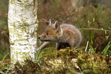 Kızıl Tilki, Vulpes vulpes, Yavru Köpek Kokulu Ağaç Gövdesi, Normandiya  