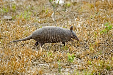 Dokuz bantlı Armadillo, Venezuela 'da Dasypus novemcinctus, Adult, Los Lianos 