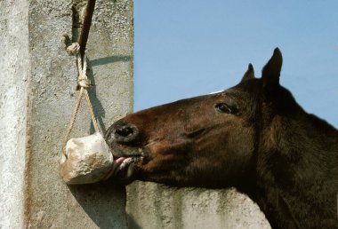 Horse Licking Salt natural background clipart