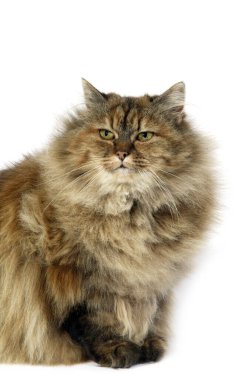 Kaplumbağa kabuğu Farsça Evcil Kedi, Beyaz Arkaplan 'a karşı oturan Kadın   