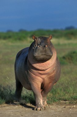 Hippopotamus, hippopotamus amphibius, Masai Mara Park in Kenya   clipart