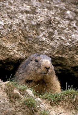 Alpine Marmot, marmota marmota, Den Girişi 'nde duran yetişkin, Fransa' nın güneydoğusunda Alpler.  