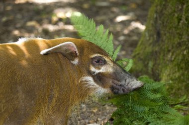 Kızıl Nehir Domuzu ya da Bush Domuzu, Potamochoerus Porcus, Yetişkinler Fern yer.  