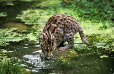Fishing Cat, prionailurus viverrinus, Adult standing in Water, Fishing  