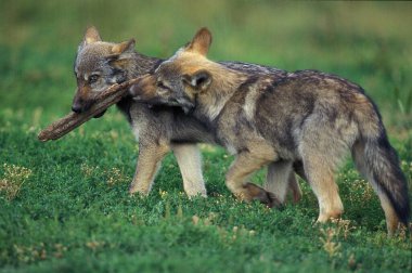 Avrupalı Kurt, köpek lupus, yavru köpek tahta sopayla oynuyor.  