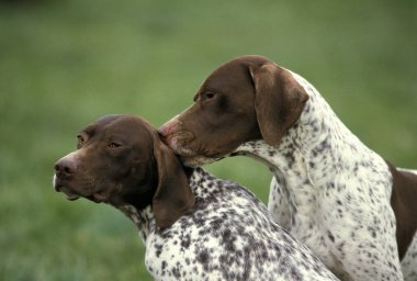 Fransız Sivri Köpek Pyrenean Tipi, Yetişkinler    