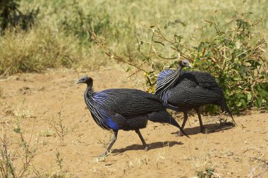 Vulturine Guineafowl, acryllium vulturinum, Samburu Park in Kenya   clipart