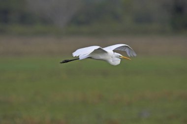 Sığır Egret, Bubulcus Ibis, Yetişkin Uçuşu, Los Lianos Venezuela  