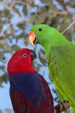 Eclectus Parrot, eclectus roratus, Branch, Male (yeşil) ve Female (kırmızı) üzerinde duran çift.) 