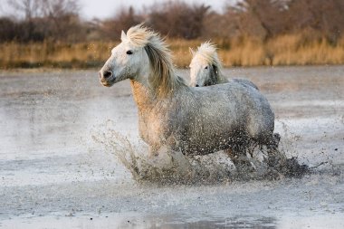Camargue Atları, Fransa 'nın güneyindeki Camargue' de Swamp, Saintes Marie de la Mer 'de koşu  