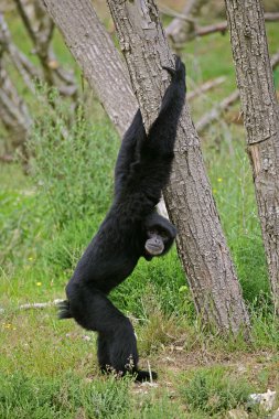 Siamang Gibbon, hyloates syndactylus, Yetişkin Bacakları üzerinde duruyor. 