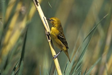 Golden Weaver, ploceus xanthops, Kenya  