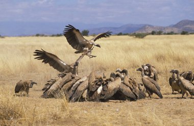 Afrikalı Akbaba, Afrikalı çingeneler, Carcass 'ta grup yemeği, Kenya' daki Masai Mara Park.  