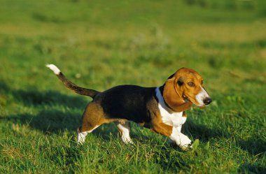 Artesian Norman Basset ya da Basset Artesian Normand Grass üzerinde yürüyor  