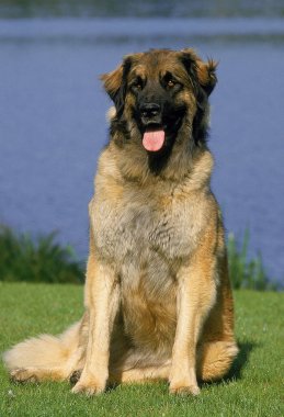 Leonberger Gölü kıyısında oturan köpek  
